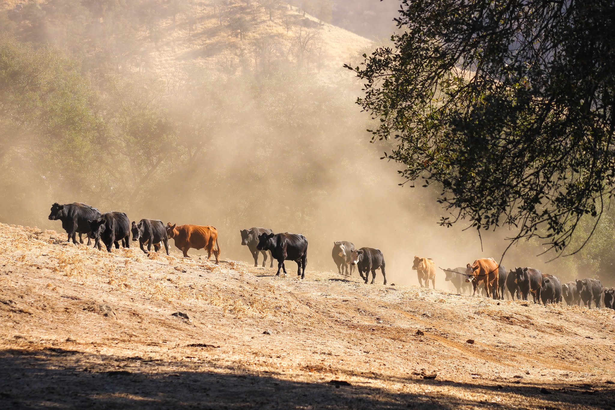 Elliott Land and Cattle | Tulare County, California - California Ranch